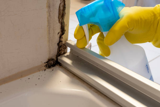 Why You Should Choose Our Mold Remediation Services in Bloomington, TX